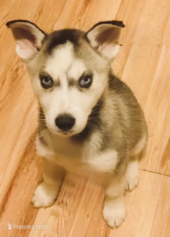 Rasha – Siberian Husky puppy for sale in Thomasville, GA