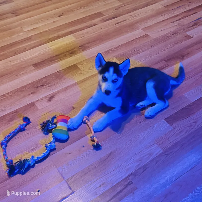 Oakley – Siberian Husky puppy for sale in Thomasville, GA