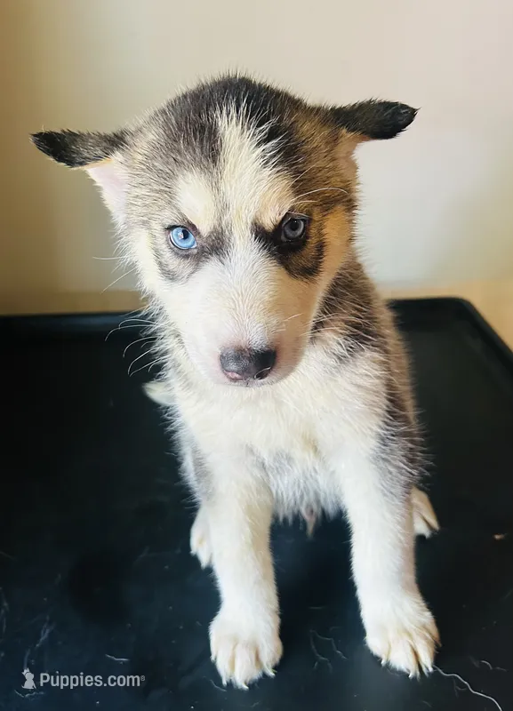 Asher – Siberian Husky puppy for sale in Thomasville, GA