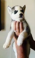 Oakley, a female Siberian Husky for sale in Thomasville, GA – 1 of 3