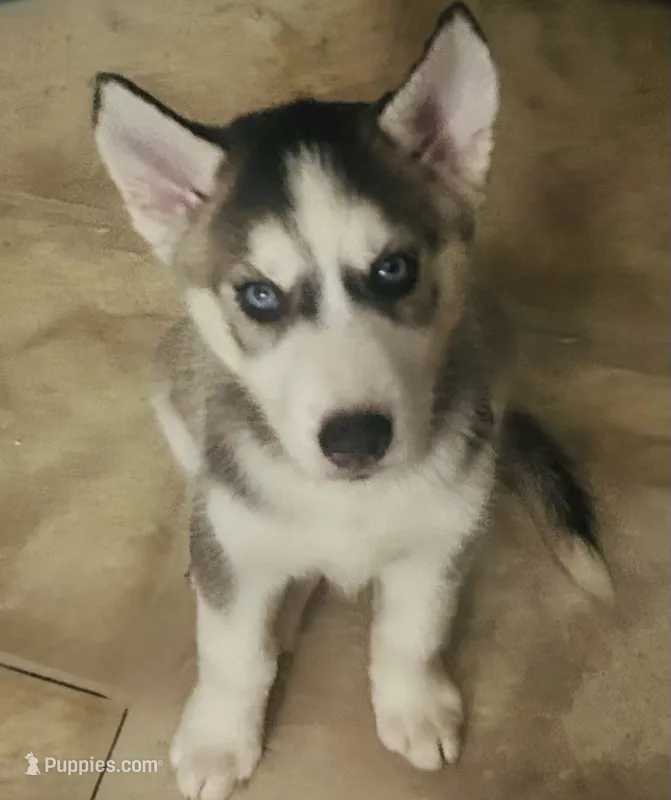 Ella – Siberian Husky puppy for sale in Thomasville, GA