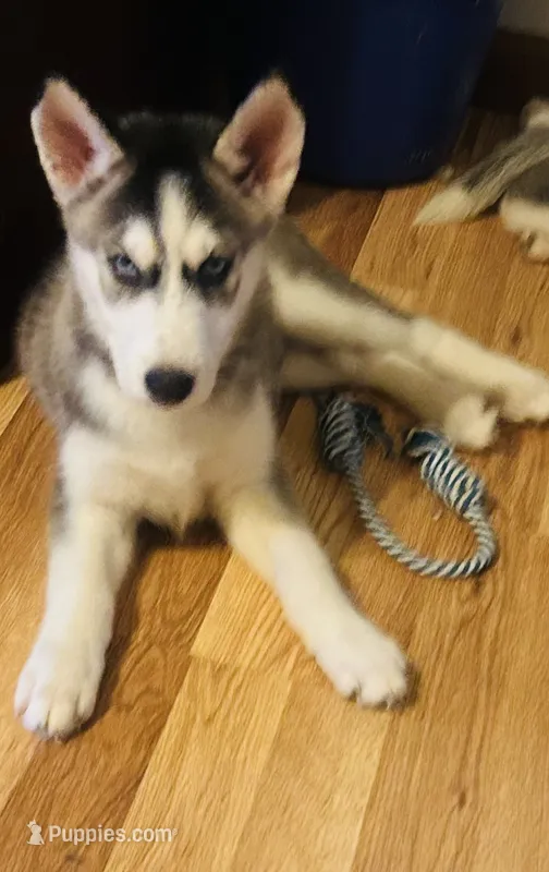 Asher – Siberian Husky puppy for sale in Thomasville, GA