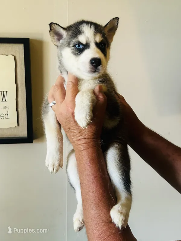 Nala – Siberian Husky puppy for sale in Thomasville, GA