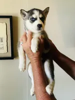 Nala, a female Siberian Husky for sale in Thomasville, GA – 1 of 3