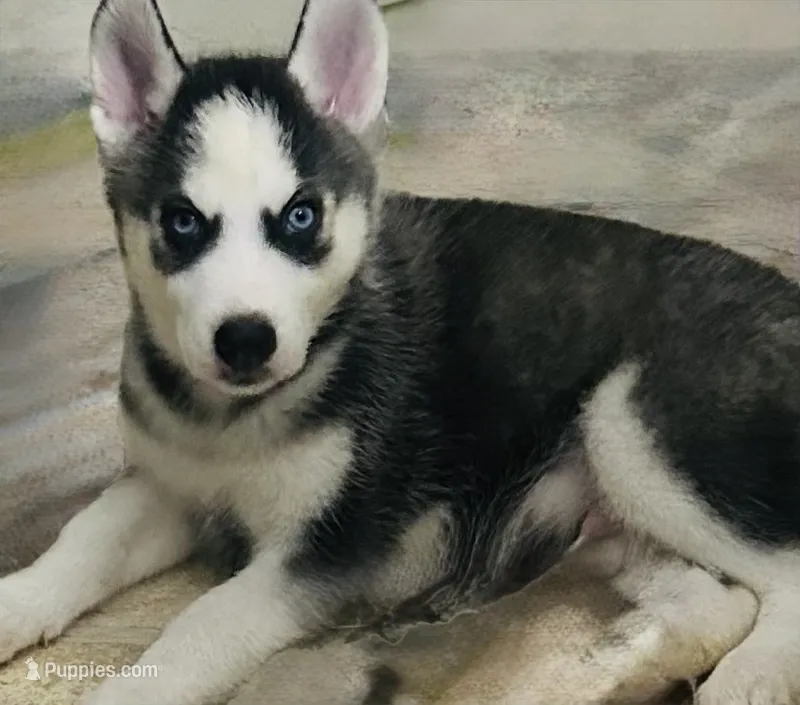 Yukon – Siberian Husky puppy for sale in Thomasville, GA