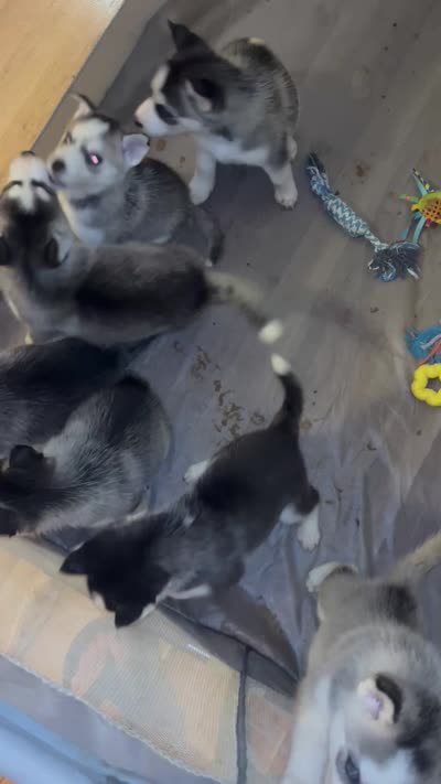 Oakley, a female Siberian Husky for sale in Thomasville, GA – 3 of 3