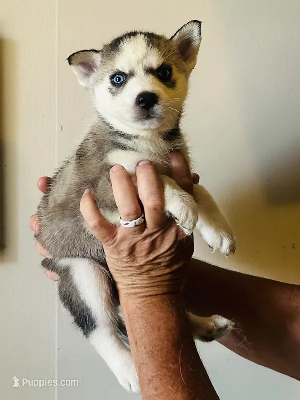 Rasha – Siberian Husky puppy for sale in Thomasville, GA