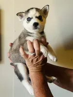 Rasha, a female Siberian Husky for sale in Thomasville, GA – 1 of 3