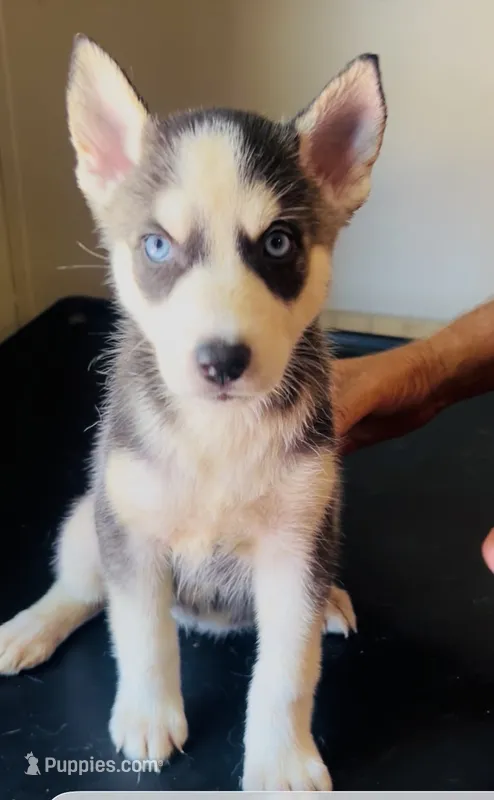 Luna – Siberian Husky puppy for sale in Thomasville, GA