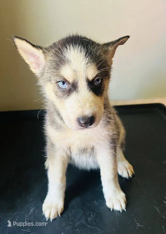 Nala – Siberian Husky puppy for sale in Thomasville, GA