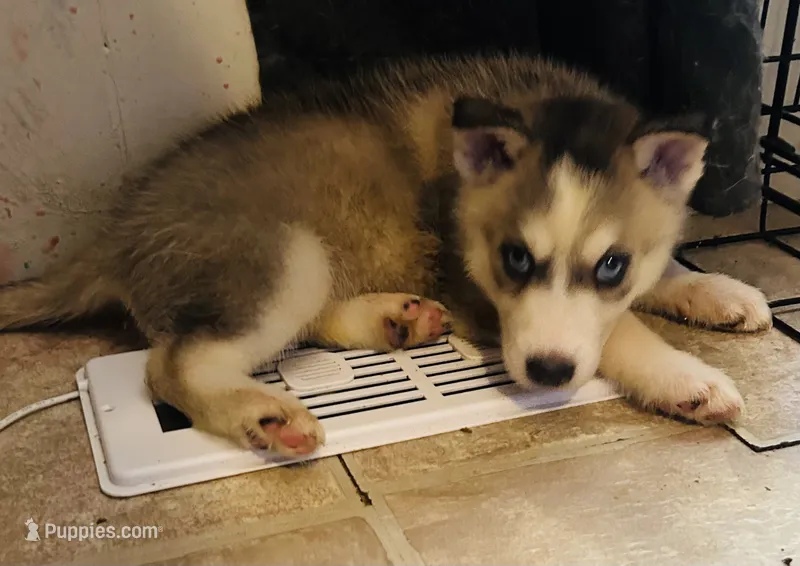 Max – Siberian Husky puppy on hold in Thomasville, GA