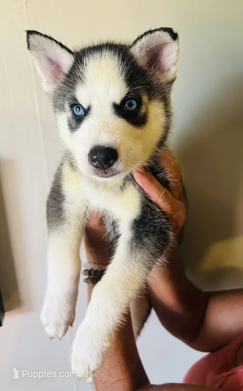 Yukon – Siberian Husky puppy for sale in Thomasville, GA