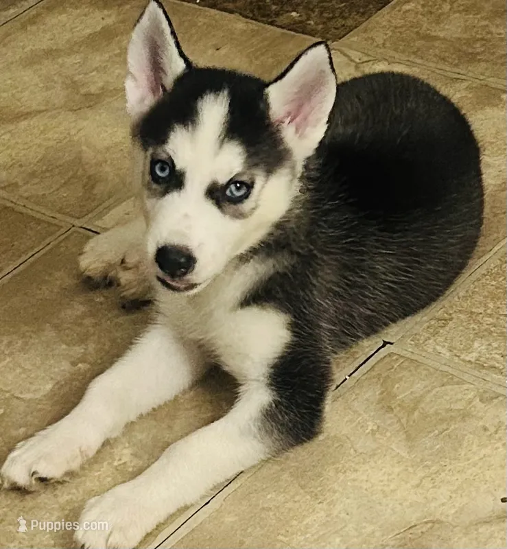 Luna – Siberian Husky puppy for sale in Thomasville, GA