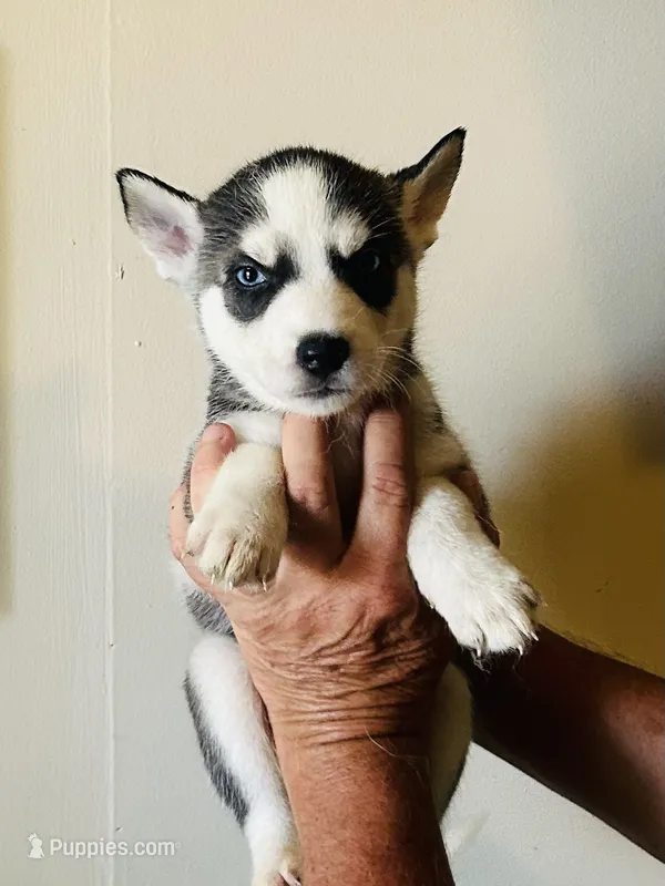 Ella – Siberian Husky puppy for sale in Thomasville, GA
