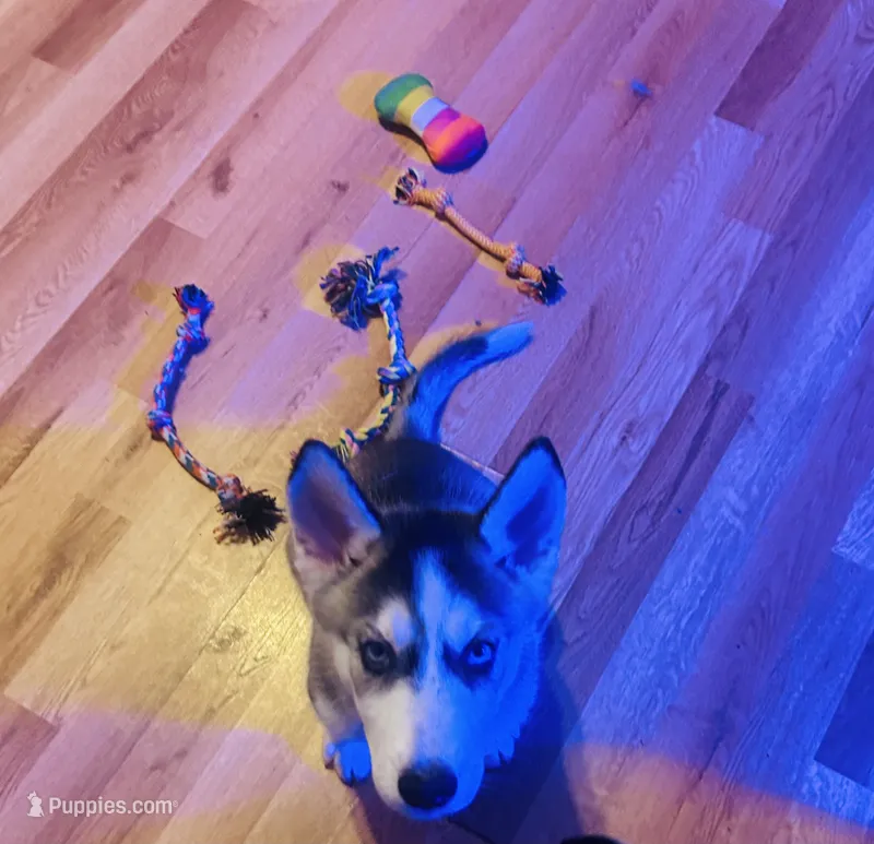 Ella – Siberian Husky puppy for sale in Thomasville, GA