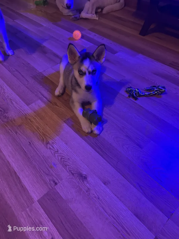 Nala – Siberian Husky puppy for sale in Thomasville, GA