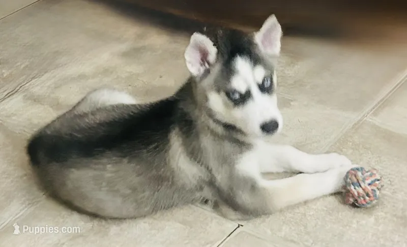 Oakley – Siberian Husky puppy for sale in Thomasville, GA