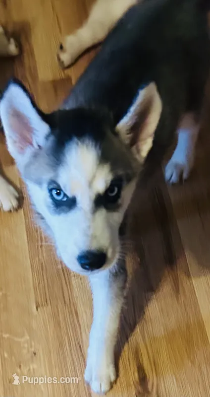 Rasha – Siberian Husky puppy for sale in Thomasville, GA