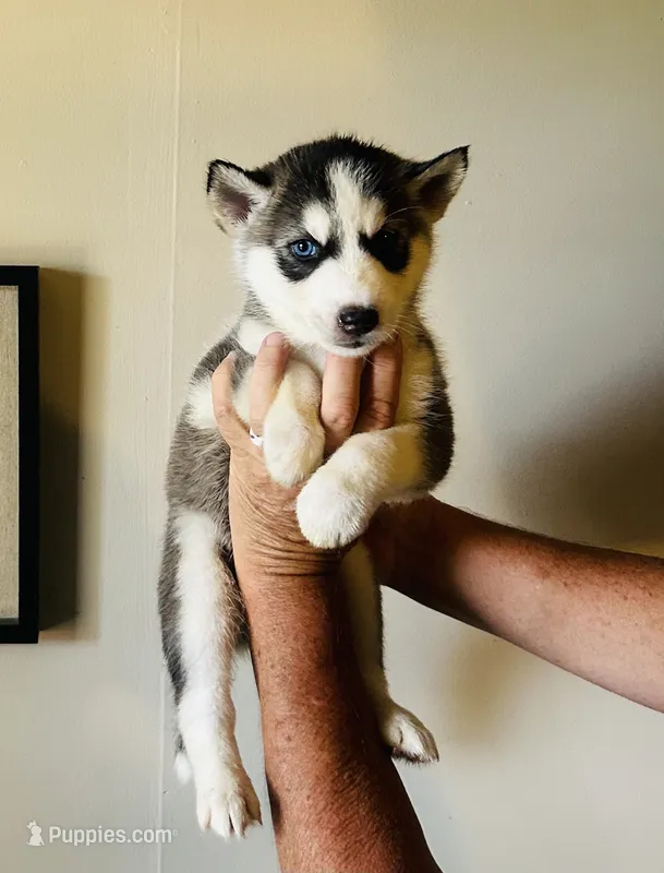 Asher – Siberian Husky puppy for sale in Thomasville, GA