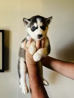 Asher, a male Siberian Husky for sale in Thomasville, GA – 1 of 3