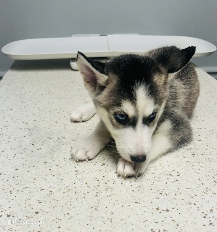Nala – Siberian Husky puppy for sale in Thomasville, GA