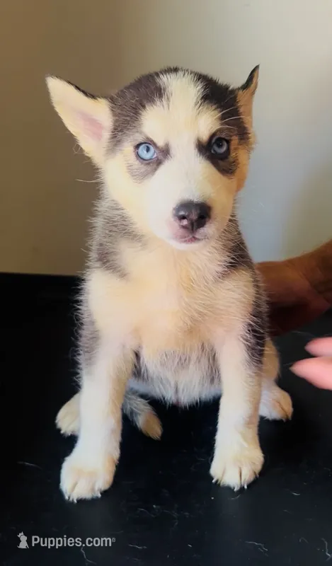 Oakley – Siberian Husky puppy for sale in Thomasville, GA