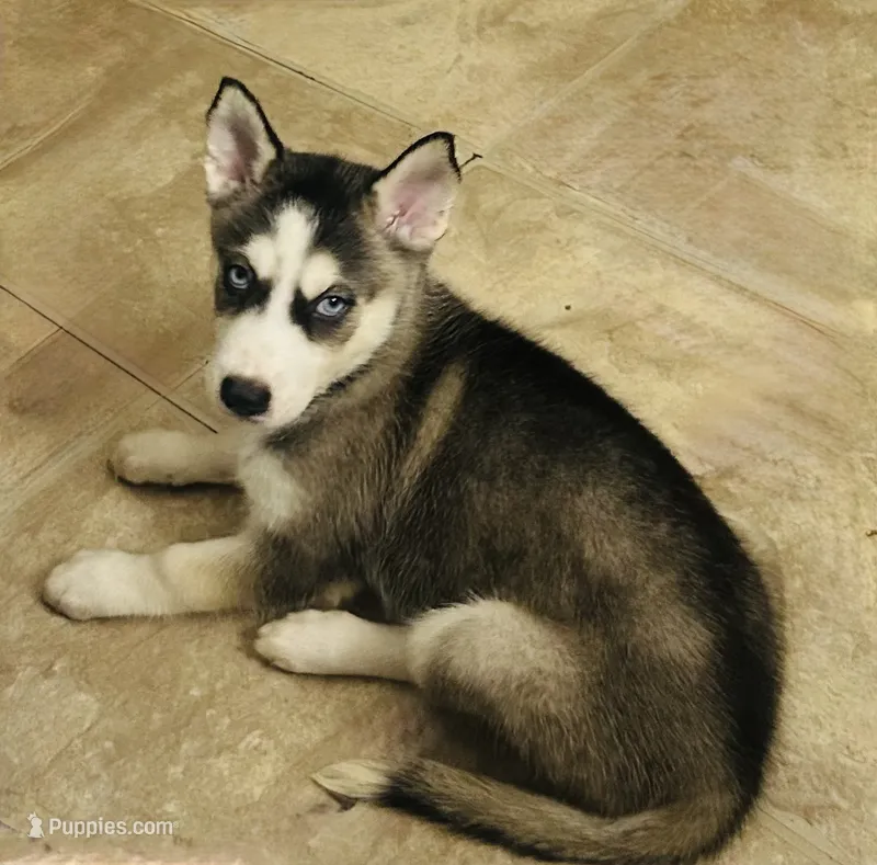 Oakley – Siberian Husky puppy for sale in Thomasville, GA