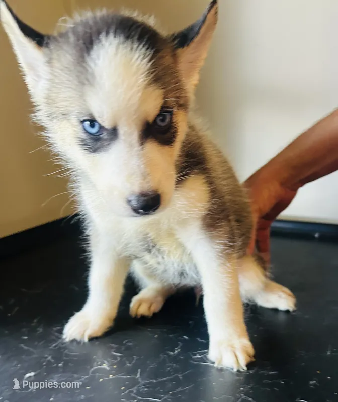 Ella – Siberian Husky puppy for sale in Thomasville, GA