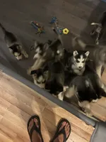 Yukon, a male Siberian Husky for sale in Thomasville, GA – 3 of 3