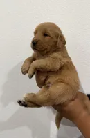 Blue boy , a male Golden Retriever for sale in Denver, CO – 2 of 3