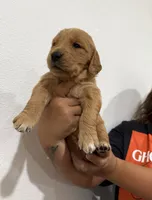 Black boy , a male Golden Retriever for sale in Denver, CO – 2 of 3
