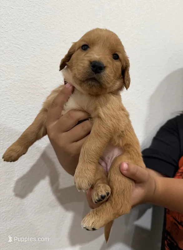 Black boy  – Golden Retriever puppy for sale in Denver, CO