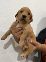 Black boy , a male Golden Retriever for sale in Denver, CO – 1 of 3