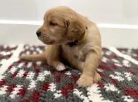 Goldie , a female Golden Retriever for sale in Denver, CO – 2 of 3