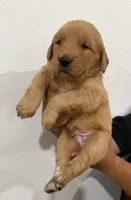 Blue boy , a male Golden Retriever for sale in Denver, CO – 3 of 3