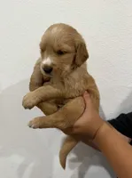 Grey boy , a male Golden Retriever for sale in Denver, CO – 2 of 3