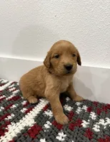 Magenta , a female Golden Retriever for sale in Denver, CO – 3 of 3