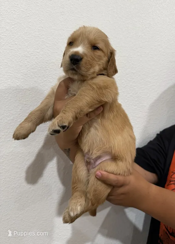 Grey boy  – Golden Retriever puppy on hold in Denver, CO