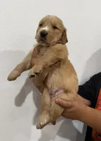 Grey boy , a male Golden Retriever for sale in Denver, CO – 1 of 3