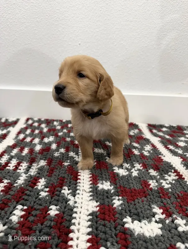 Goldie  – Golden Retriever puppy for sale in Denver, CO