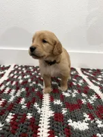 Goldie , a female Golden Retriever for sale in Denver, CO – 1 of 3