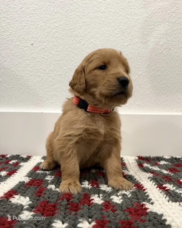 Pink – Golden Retriever puppy for sale in Denver, CO