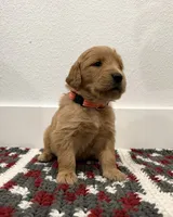 Pink, a female Golden Retriever for sale in Denver, CO – 1 of 3