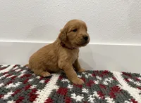 Magenta , a female Golden Retriever for sale in Denver, CO – 1 of 3