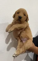 Blue boy , a male Golden Retriever for sale in Denver, CO – 1 of 3