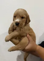 Grey boy , a male Golden Retriever for sale in Denver, CO – 3 of 3