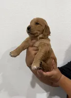 Black boy , a male Golden Retriever for sale in Denver, CO – 3 of 3