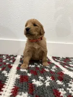 Pink, a female Golden Retriever for sale in Denver, CO – 3 of 3