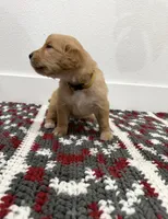 Goldie , a female Golden Retriever for sale in Denver, CO – 3 of 3