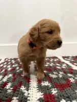 Pink, a female Golden Retriever for sale in Denver, CO – 2 of 3